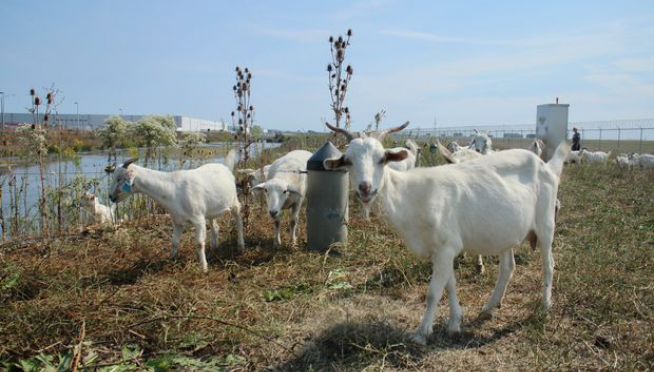 Who Takes Care Of The Grass At O’Hare?  Goats, That’s Who