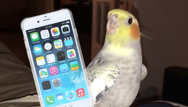 This bird sings the iPhone ringtone when it gets upset