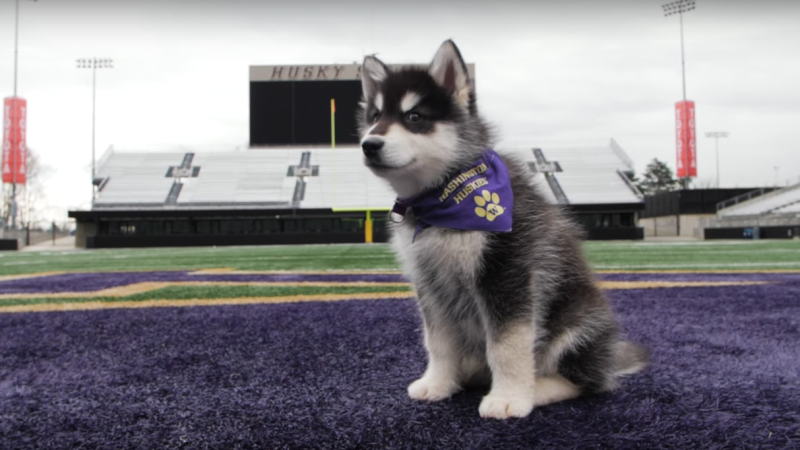 University of Washington Officially Has The Best Mascot!