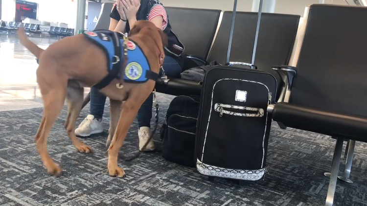 This Is Why Service Dogs Are Important!