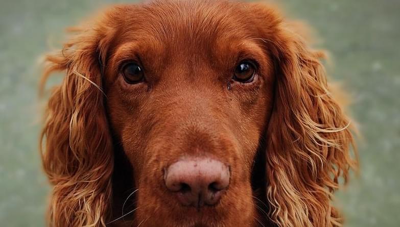 A family made their beloved dog into a beloved, rug?