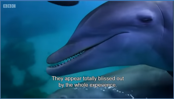 Dolphins are just like us, they do drugs too!