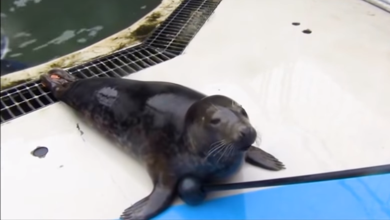 Seals can copy human speech, oh and sing the Star Wars theme