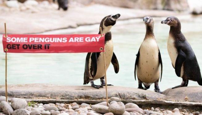 Gay penguins are having a Pride party at London Zoo