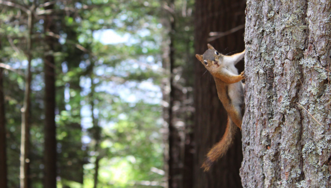 Alleged “meth-fueled attack squirrel” owner arrested.