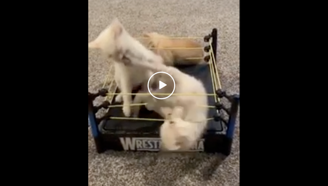 Wrestle Mani-Aww