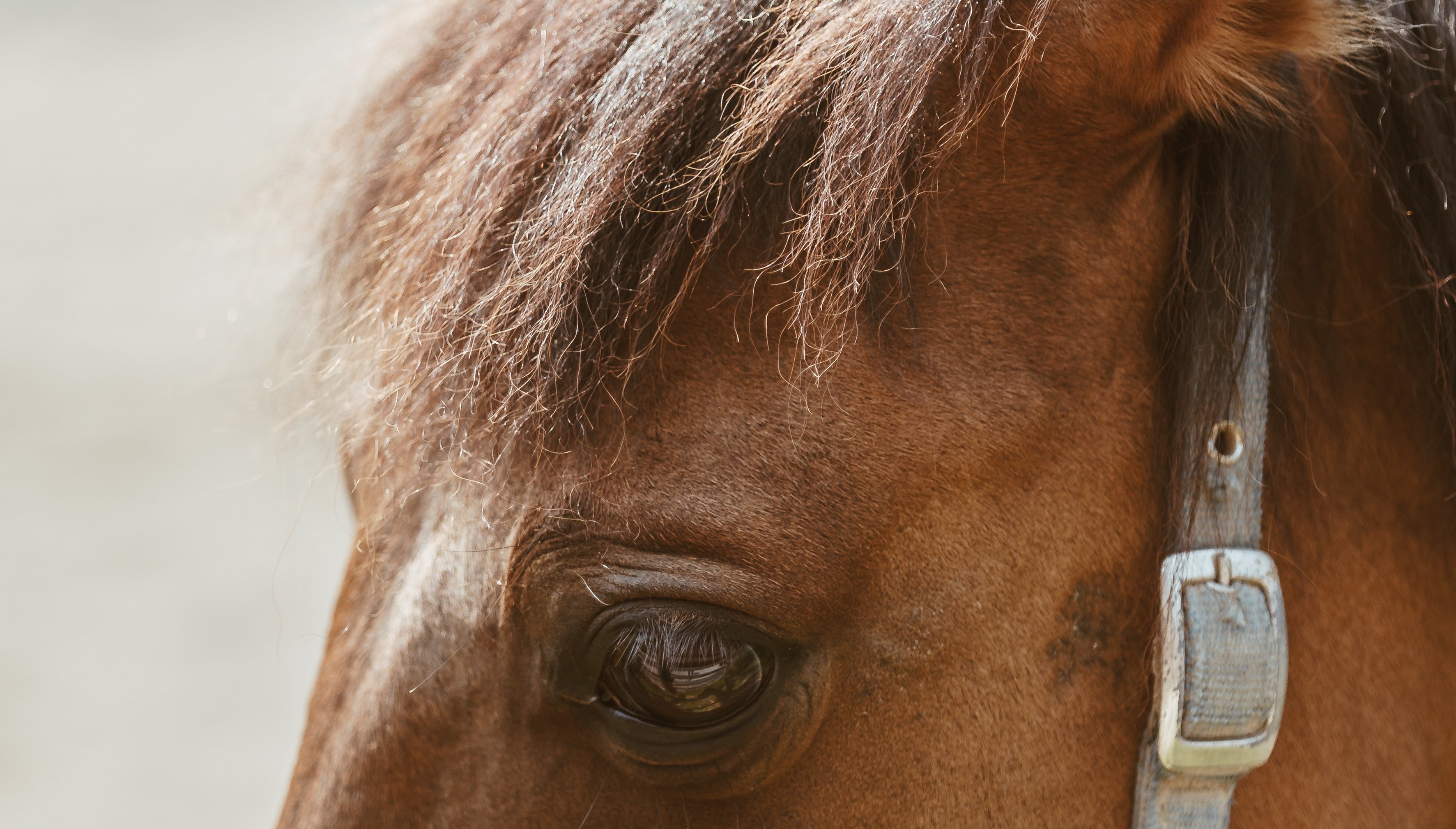 Is Arlington Racecourse heading into its last lap?