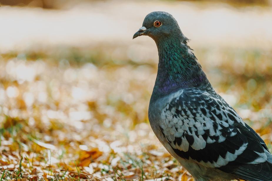 Cuties of the day: this pigeon and his puppy friend