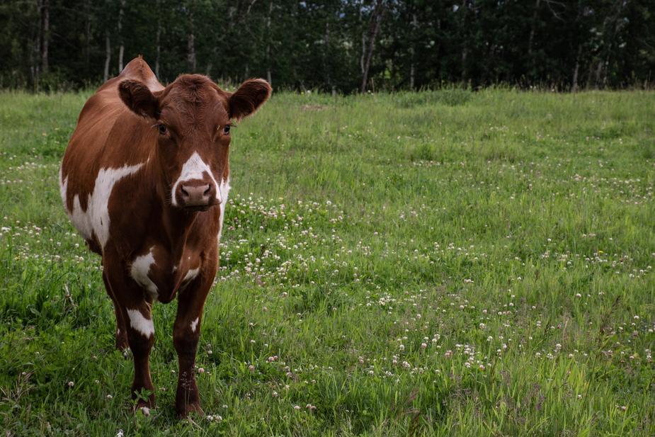 Cowboy wrangles loose cows on Oklahoma Highway