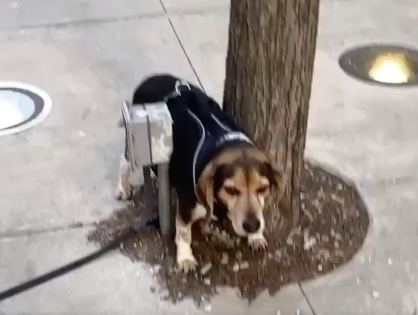 Justin’s dog found himself stuck between a tree and a hard place… That’s the saying right?