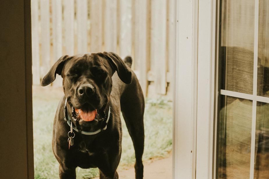 This dog was over the moon after seeing himself on tv