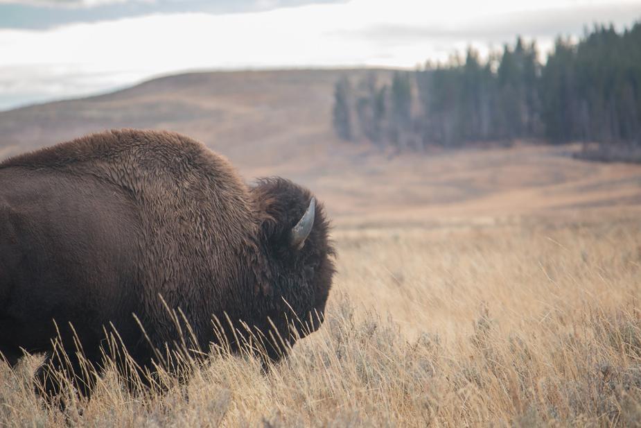 Grizzly Bear vs Bison, nature is crazy!