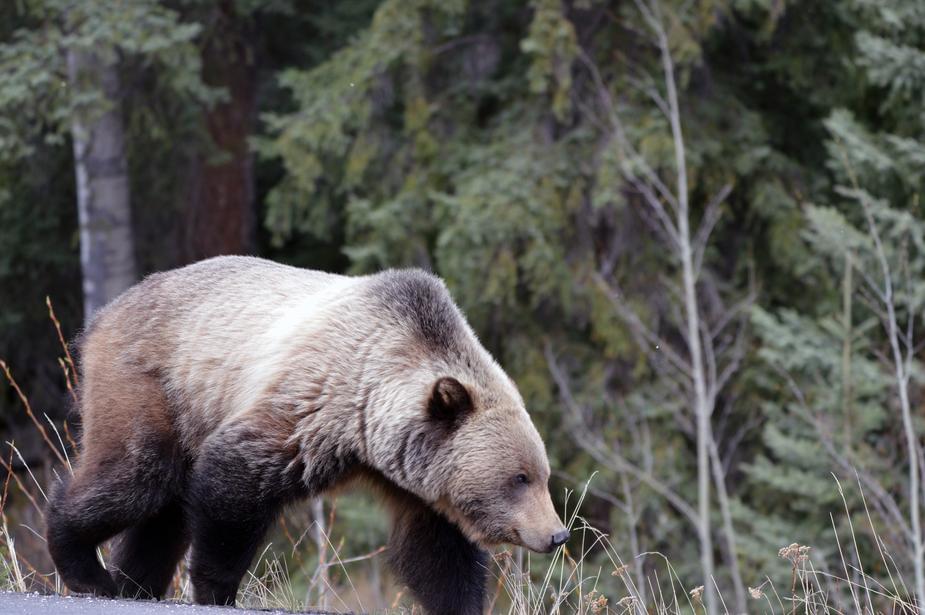 It’s Friday! Here is some bears doing crazy things!