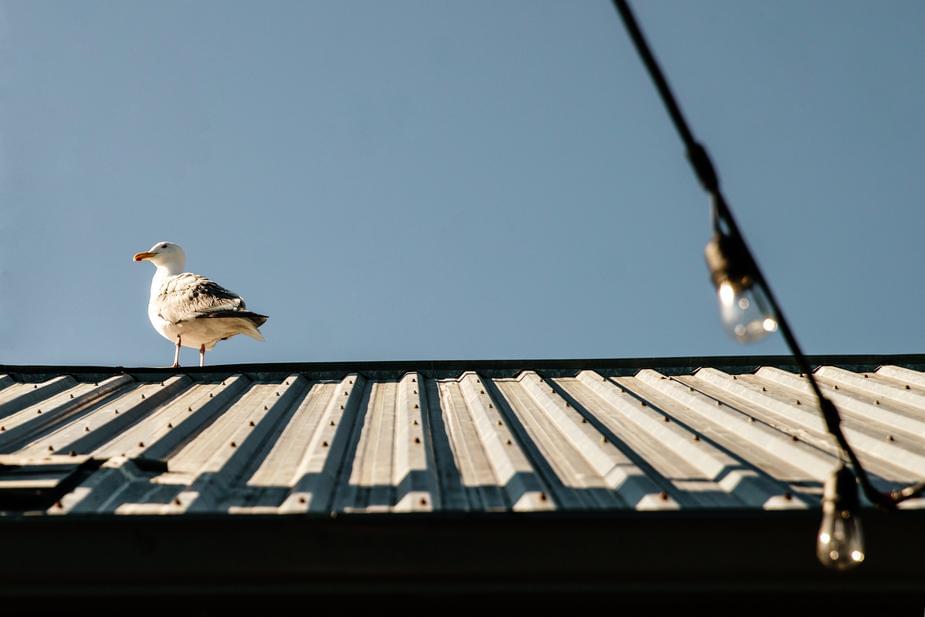 Man detained by police after biting a seagull