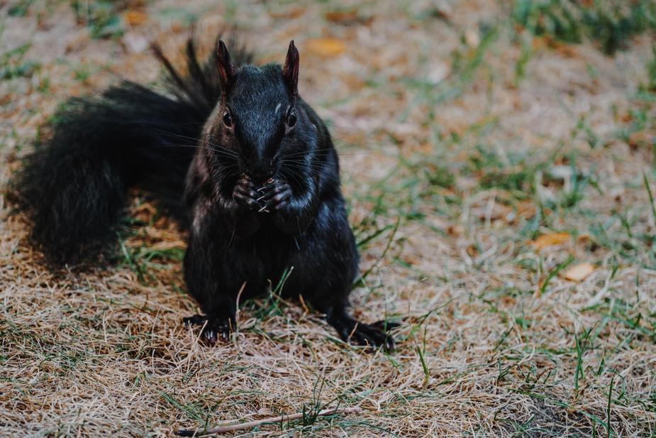 A Squirrel has tested positive for the bubonic plague in Colorado