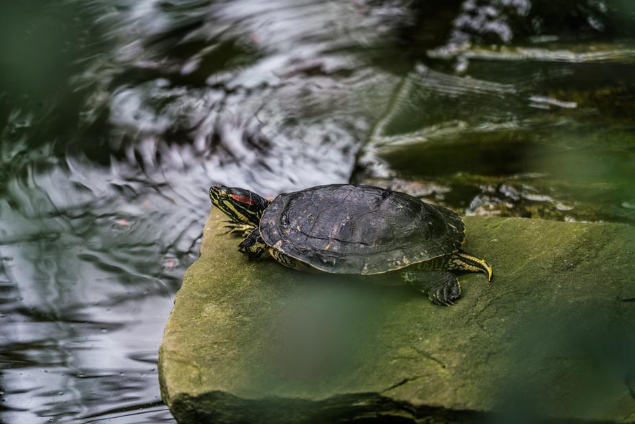 This guy strapped a GoPro on a pond turtle!