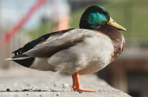 Duck Plays duck, duck, goose with alligators