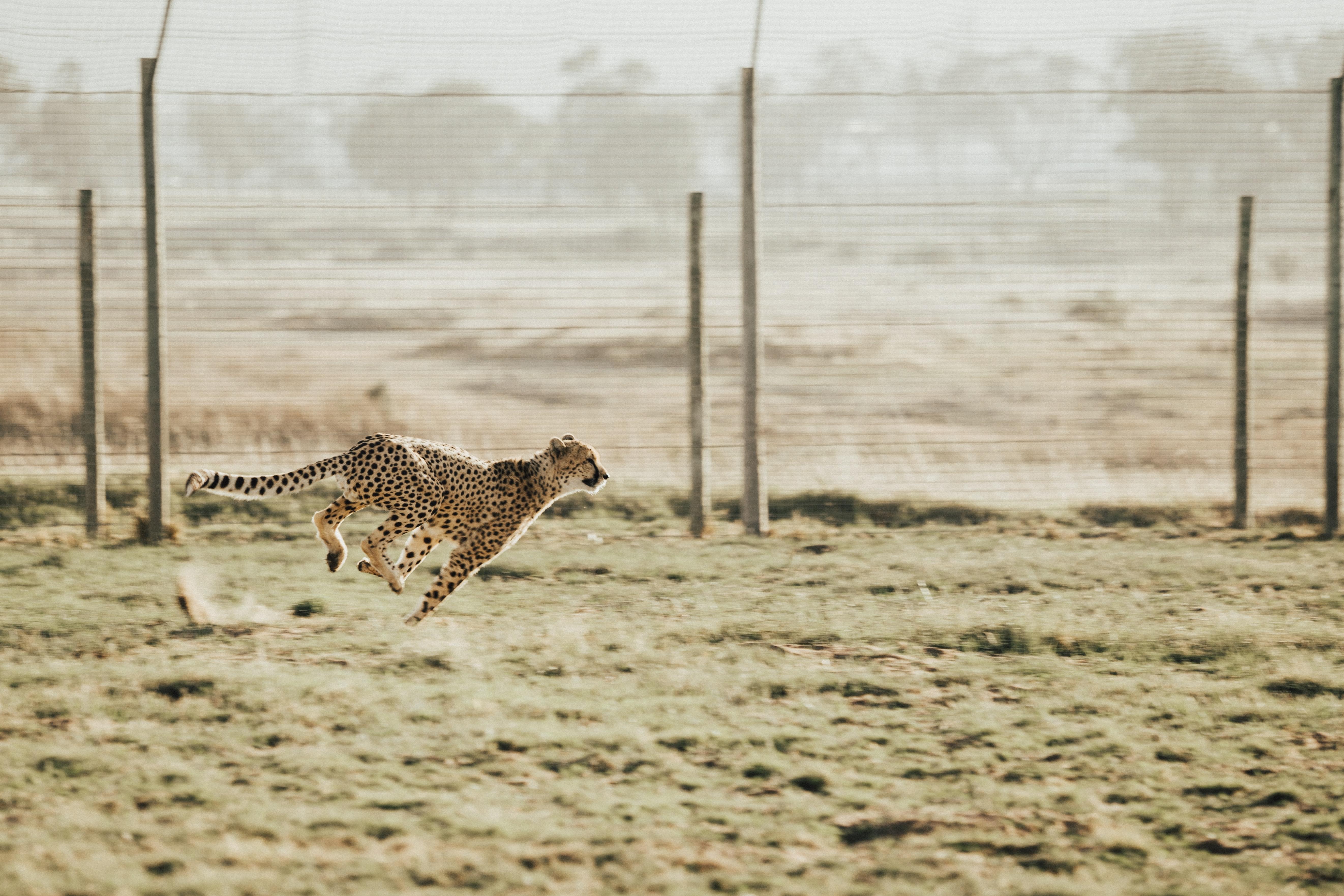 This is what happens when you turn your back on a big cat