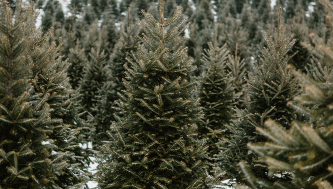 Lowe’s Will Deliver Your Christmas Tree for Free This Year
