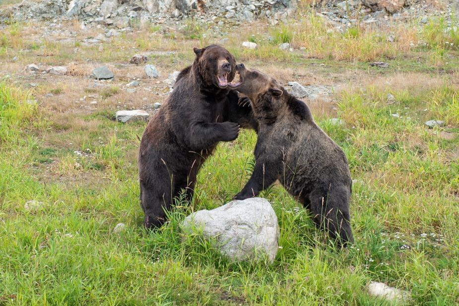 Store owners battle bears