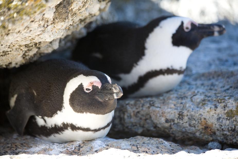 Shedd Aquarium closes down until January