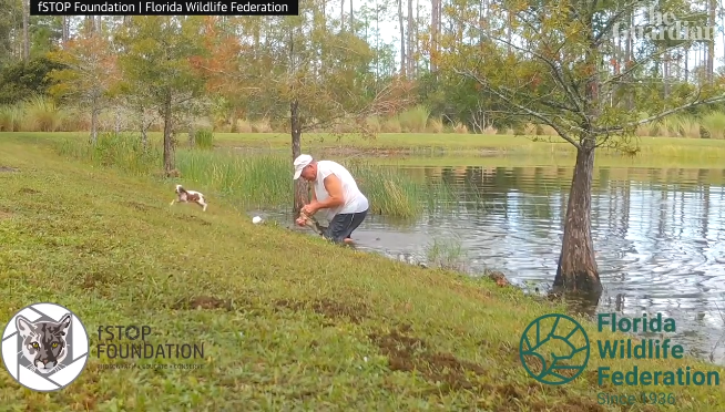 Watch Florida man save his puppy from an alligator