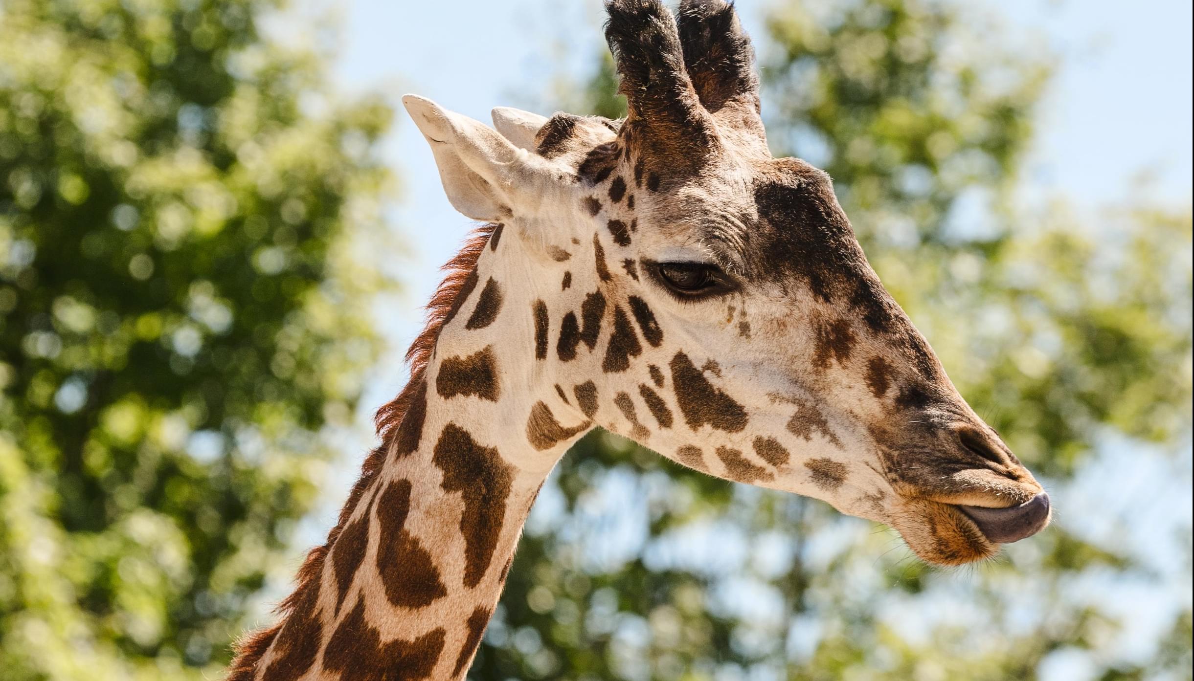 Brookfield Zoo reopening on March 1
