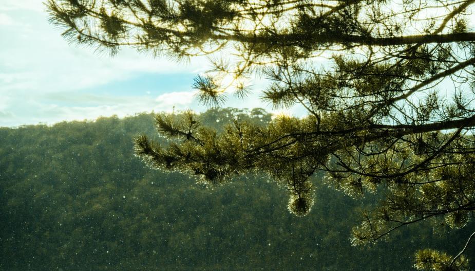 A comedian shows us the difference between British nature docs and American ones