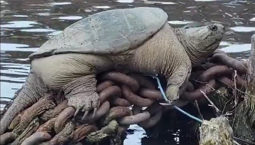 Have you met “Chonk?”