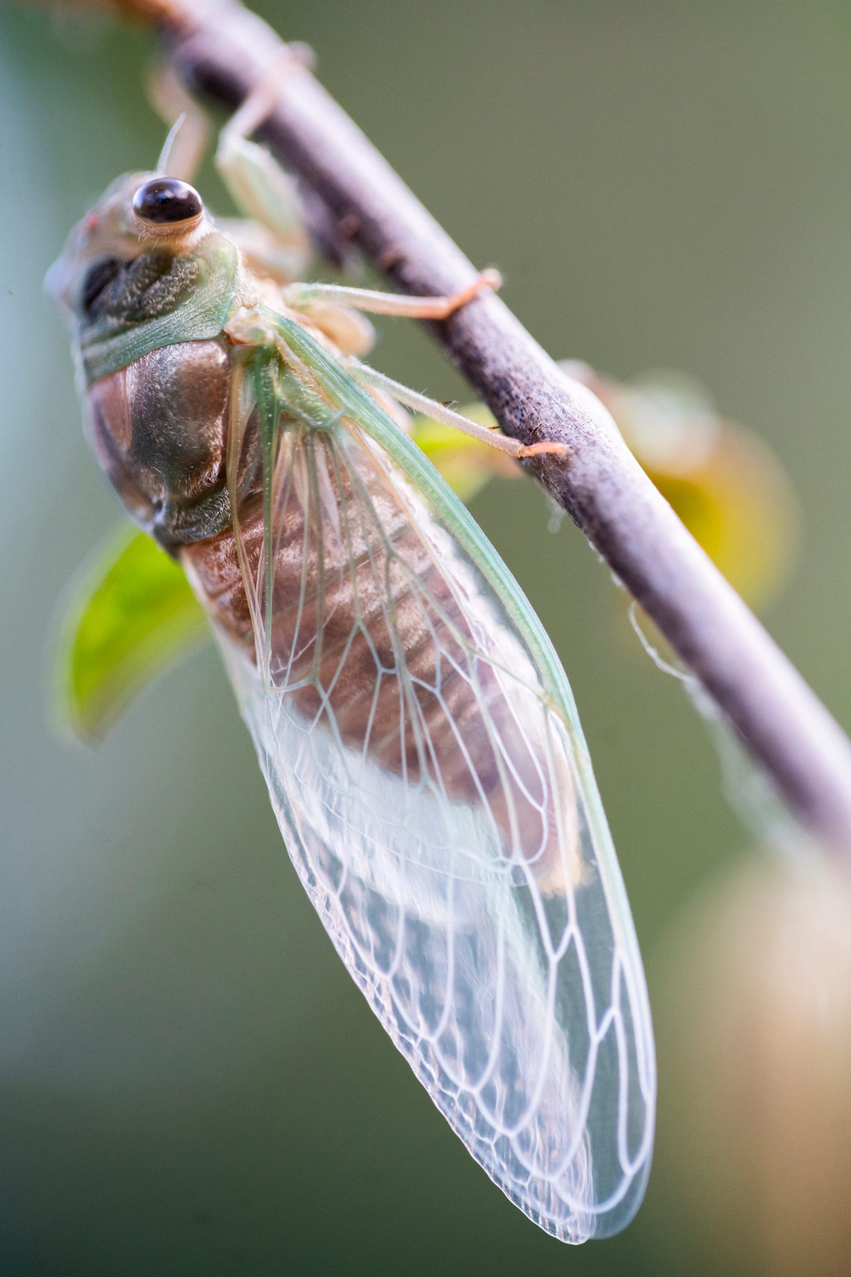 A Chicago area woman among the Cicada obsessed