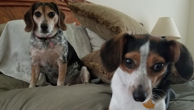 ‘WeRateDogs’ Will Host Charity Event For Chicago-Based Rescue