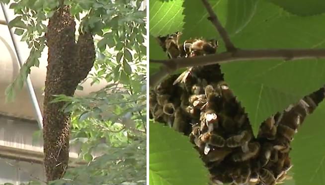 Bees invade the Chicago Loop