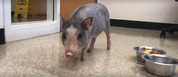 Is this your piglet?