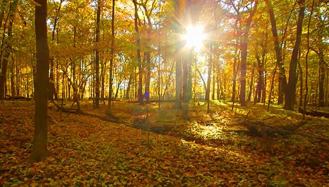 Morton Arb offering three-hour forest therapy walks to get you outside and get you relaxed