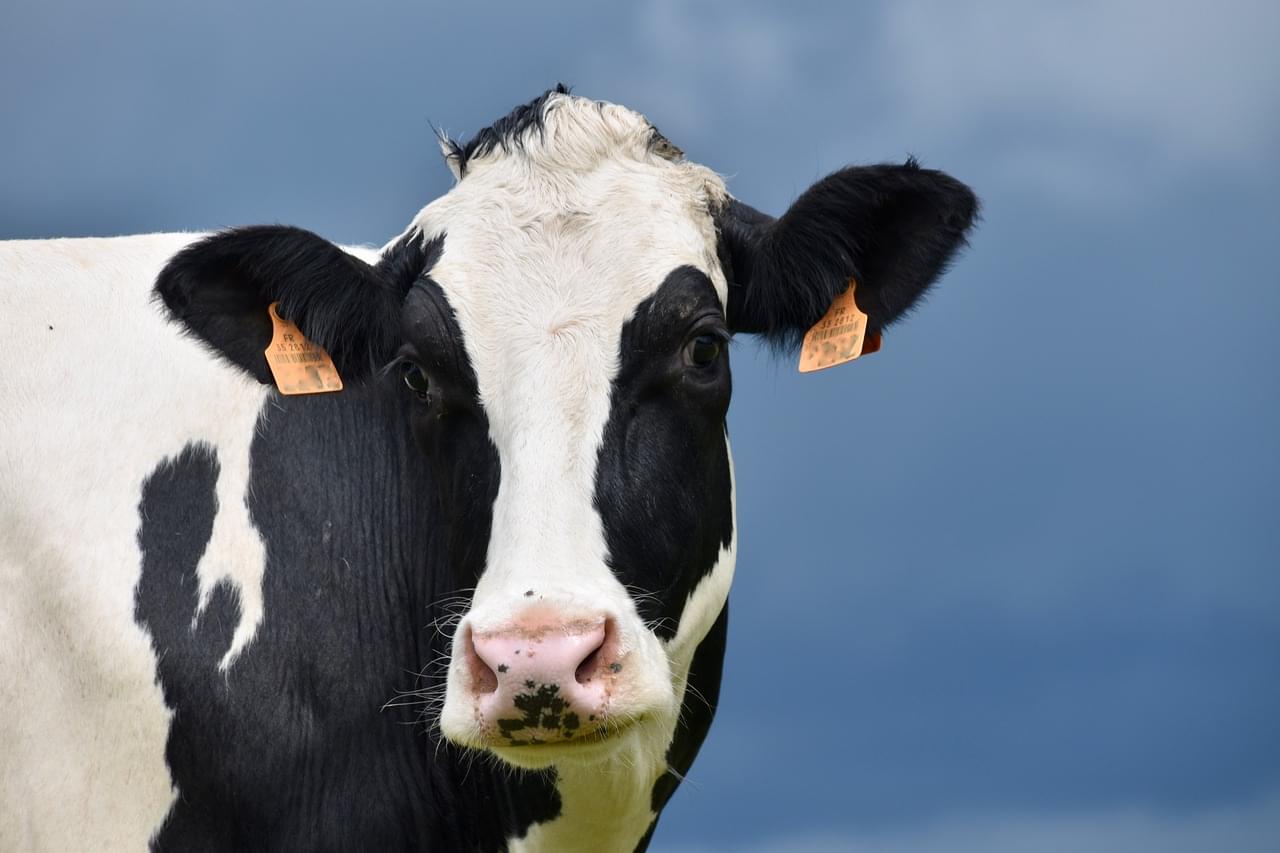 Dress like a cow and get free Chick-fil-A TODAY