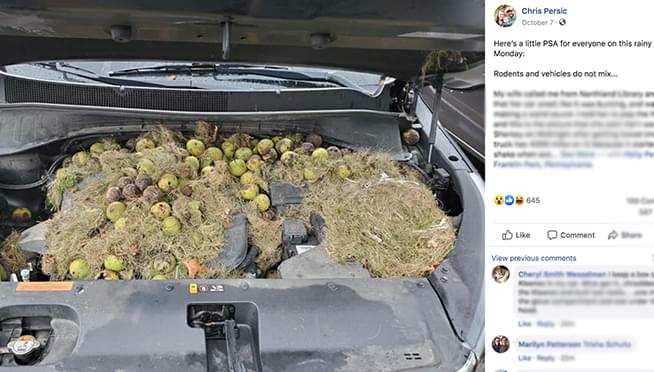 Squirrel makes woman’s car it’s nut stash