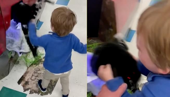VIDEO: Toddler fights spider Halloween decoration