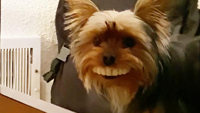 Meet Toothy Thomas…