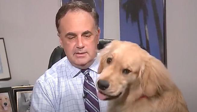 WATCH this at-home weather forecast get interrupted by meteorologist’s dog