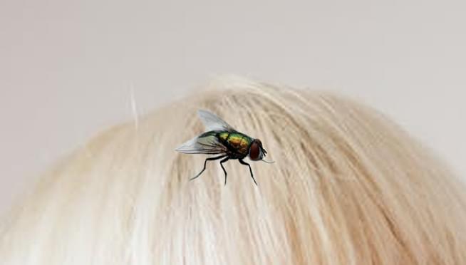 Halloween store selling ‘debate fly wig’