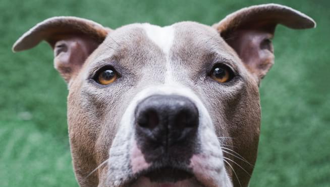 Illinois was one of the top states for dog adoption in 2020