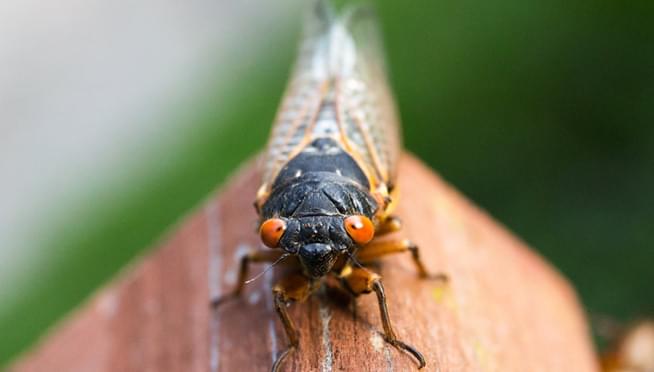 Huge cicada collection coming to Chicago