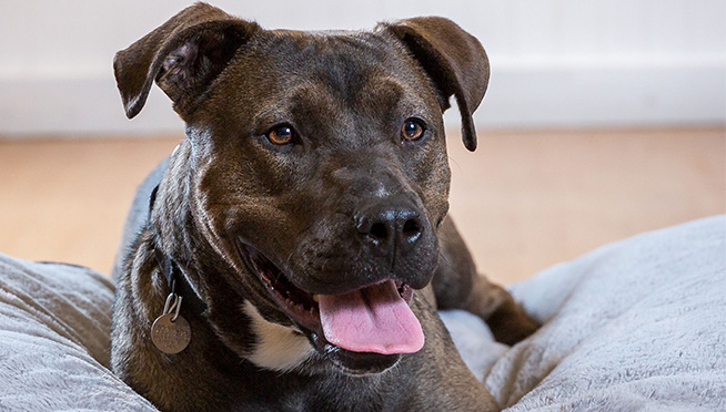 PAWS Chicago will waive adoption fees for overlooked pets starting this Friday