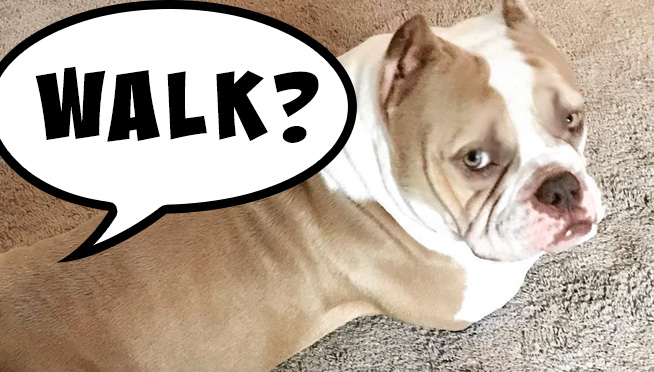 “Walk” is the word dogs love most