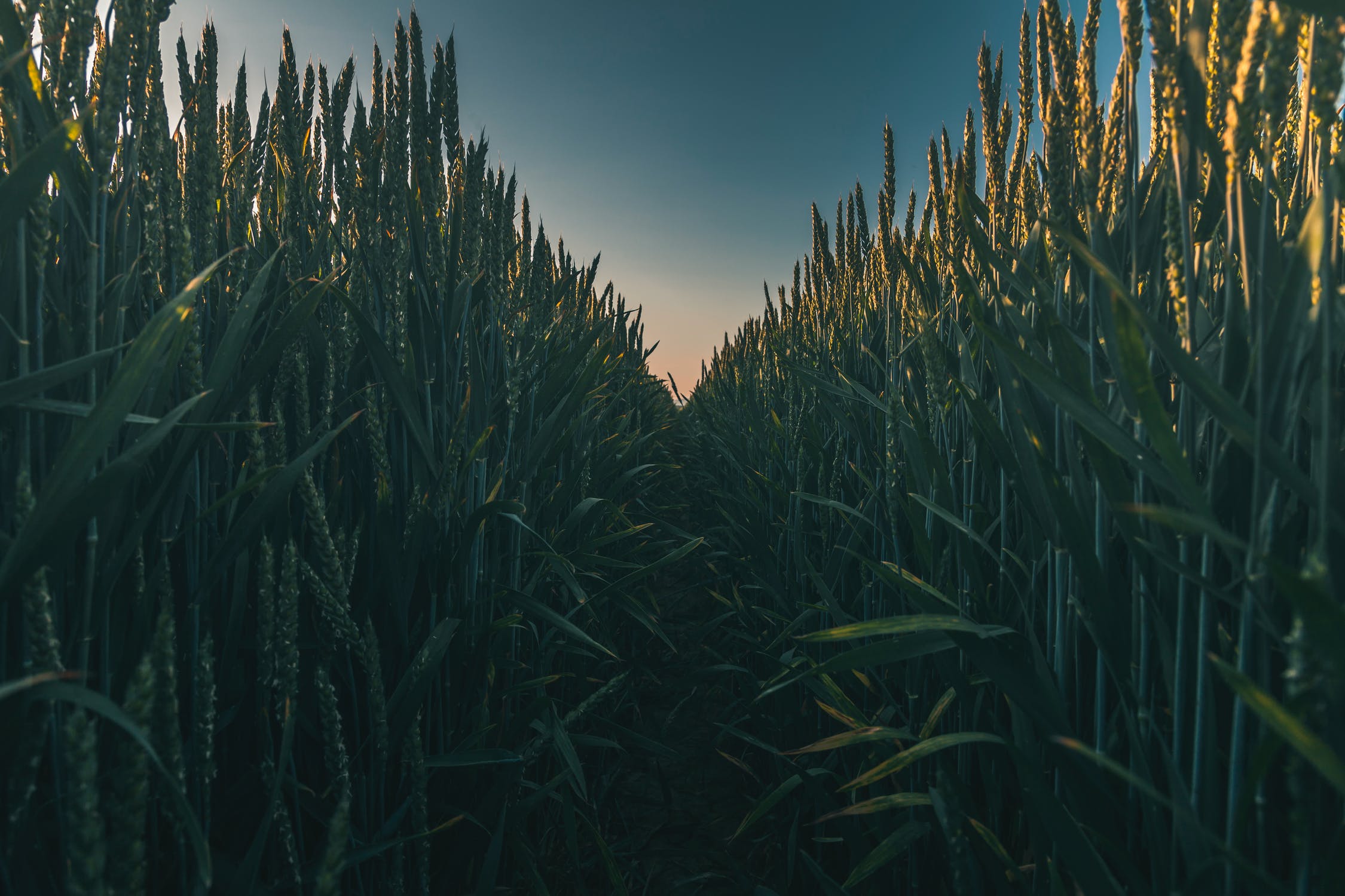 A “Field of Dreams” Series Is Coming to Peacock