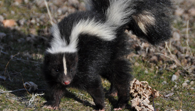 Wisconsin man gets sprayed by a skunk while hiding from the cops