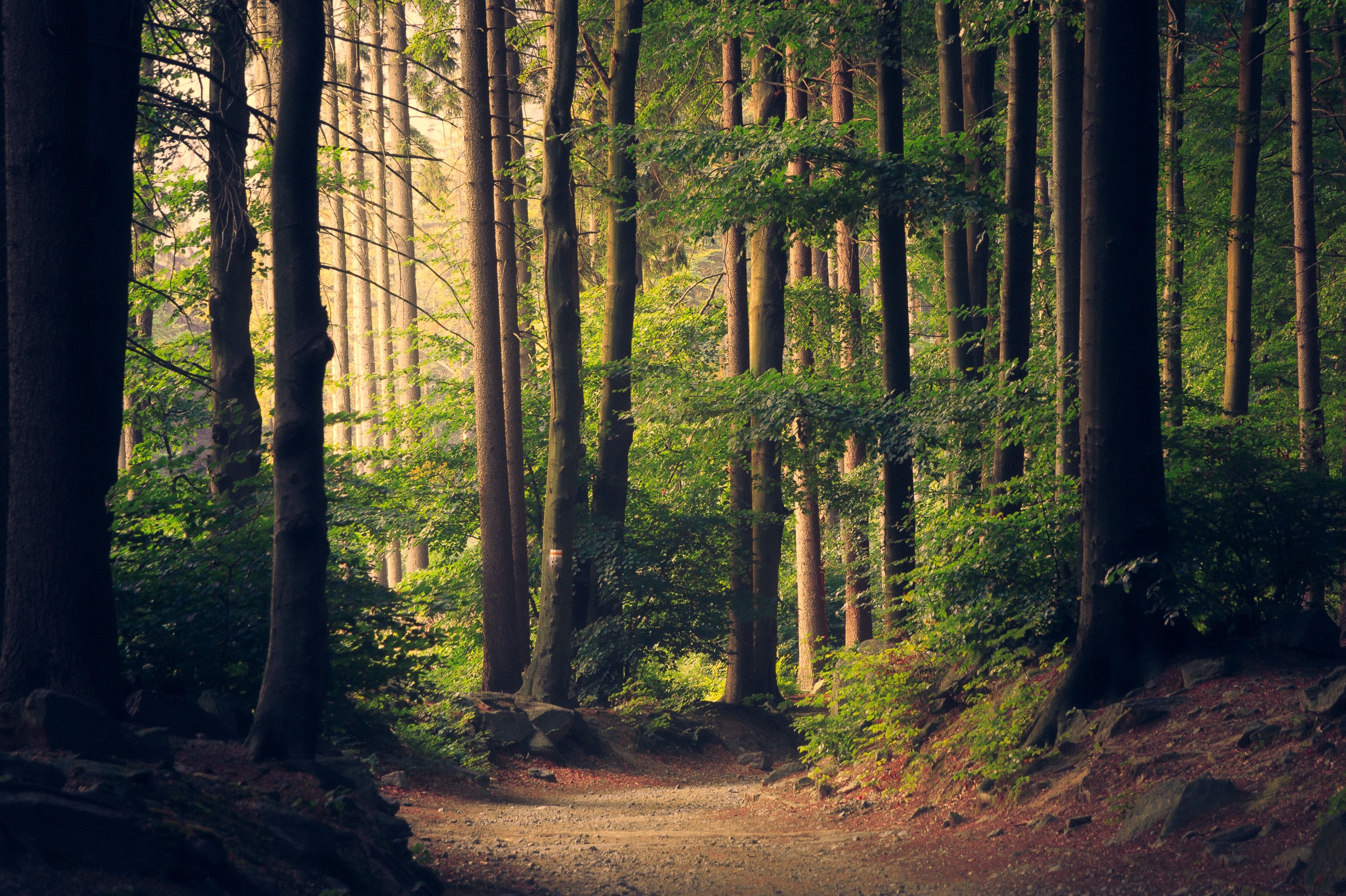Doctors are giving Prescriptions to Spend Time in Nature