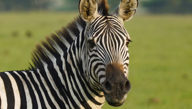 Brookfield Zoo Chicago announces free days