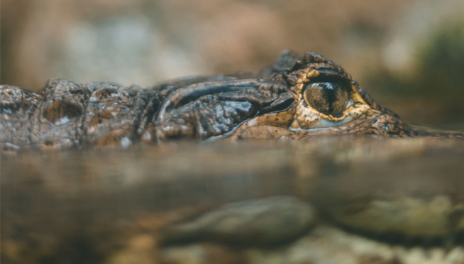 Alligator crashes Florida swim team practice
