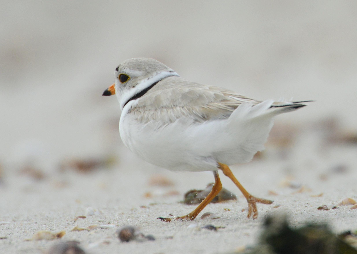 Naming contest for Montrose Beach Piping Plover chicks